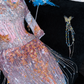 Fashion Sparkling Beaded Sequin Mermaid Elegant Chiffon Evening Dress Prom Dresses D1632